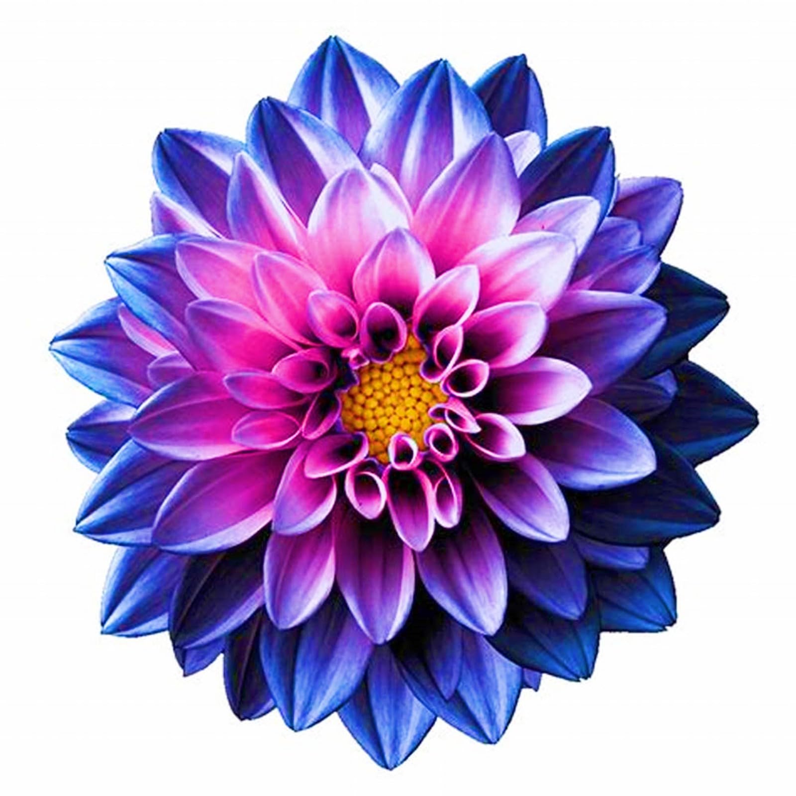 Dahlia Bulbs Dahlia Tubers Wedding Flowers/Hardy Perennial/Garden Flowers-2bulbs-a