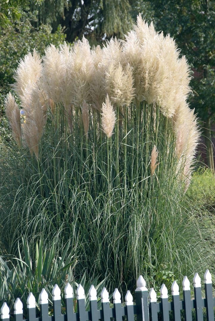 Cortaderia selloana 'Sunningdale Silver' – Winterhart, Mehrjährig, Pflegeleicht – Pampasgras – Ziergras für Garten & Solitärstellung