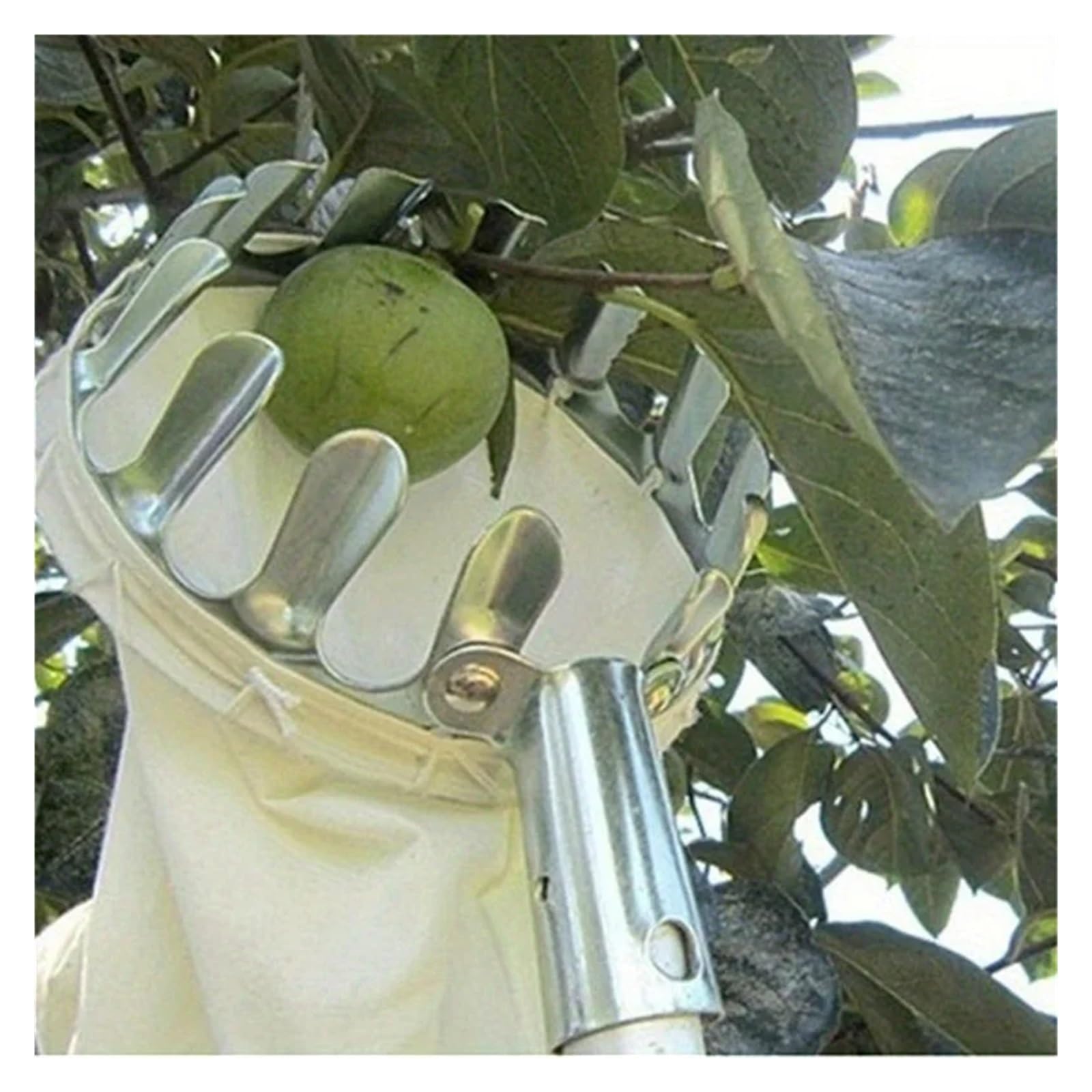 Cueille Fruit Telescopique Cueille-Fruits Pratique en Hauteur (1/2/5 pièces) - Outil de cueillette horticole for Pommes, poires et pêches(2 PCS)