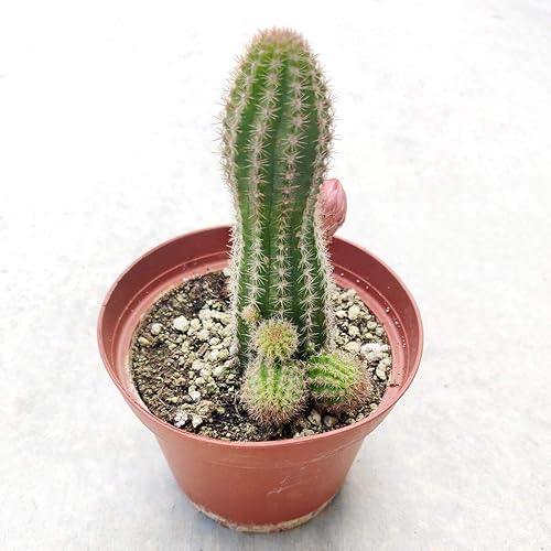 Caja de éxitos | Colección única de plantas de cactus vivas, seleccionadas a mano, variedades raras para regalo o decoración del hogar.