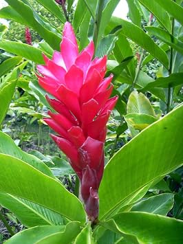 Hawaiian Red Ginger Plant 5-8 Tall Rooted iIn 2 Pot Discount Hawaiian Gifts