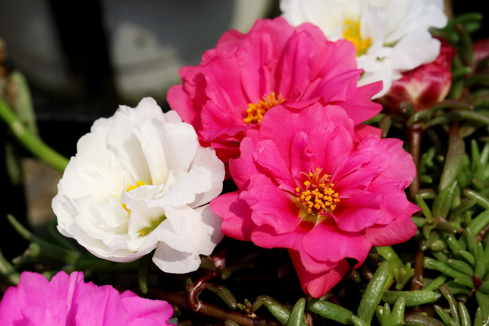 Nelesa Gardening Portulaca Moss Rose Double Mix Flower Seeds 50 Seeds (B09K4FTQGW) Amazon Price History, Amazon Price Tracker