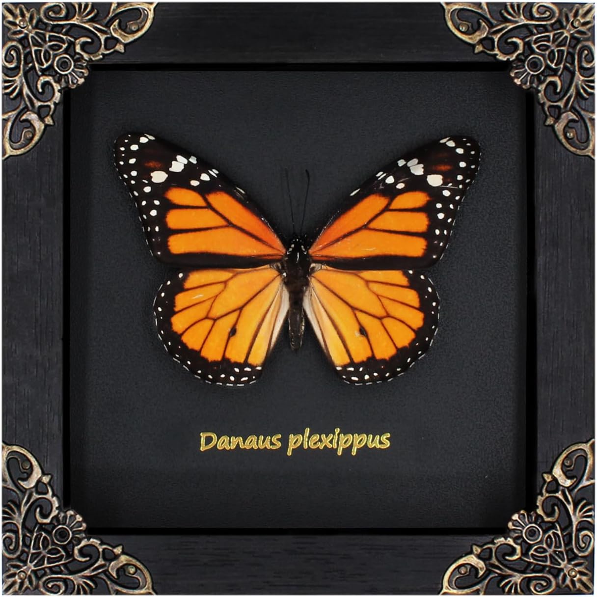 Monarch Butterfly Framed Decoration - Handmade Wood Shadow Box Insect Frame for Butterfly Collectors - Tabletop, Wall Art, Gothic Home Decor