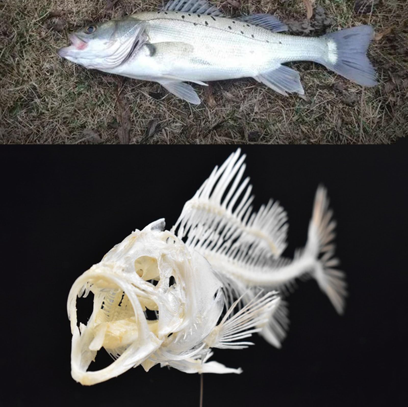スズキ骨格標本 約60cm スズキ骨格標本 約60cm