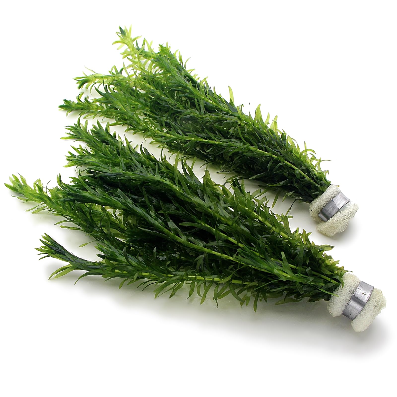 K2AQUA 2 Bunches 20 Stems Elodea Densa Live Aquarium Plants Oxygenating Weed Live Pond Plant Water Tank Aquatic Plants Egeria