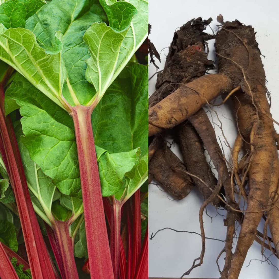 2 x Rhubarb Goliath Crowns - Ready to Plant - Rhubarb Plant Crown Perfect for The UK