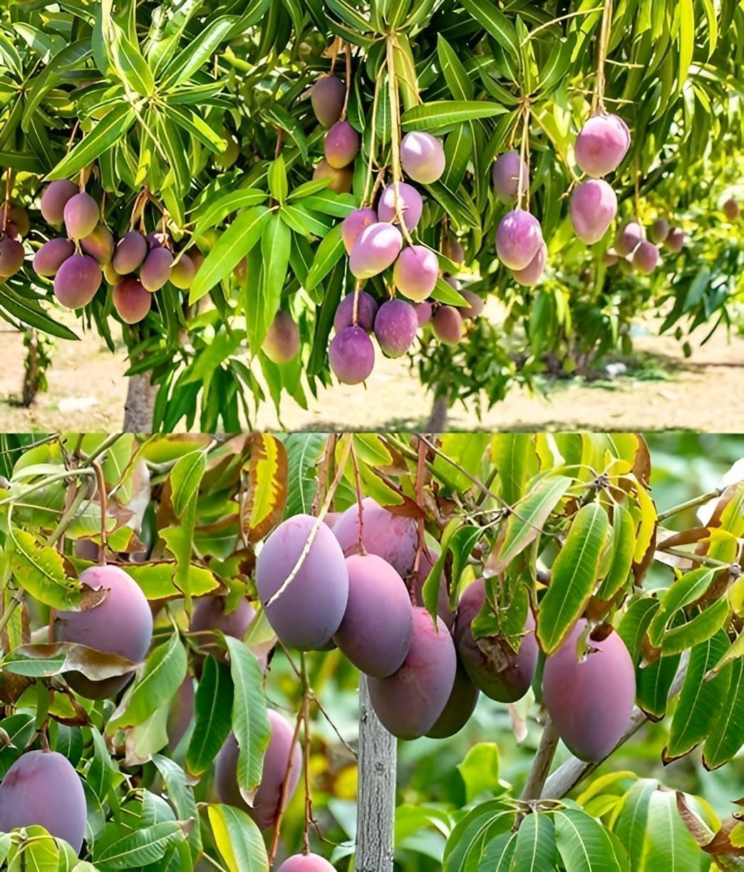 Original Purple JAPANESE MIYAZAKI MANGO (Tayo Ta Tomago) Grafted Hybrid Super Healthy|All India Weather Suitable|,CF_T10