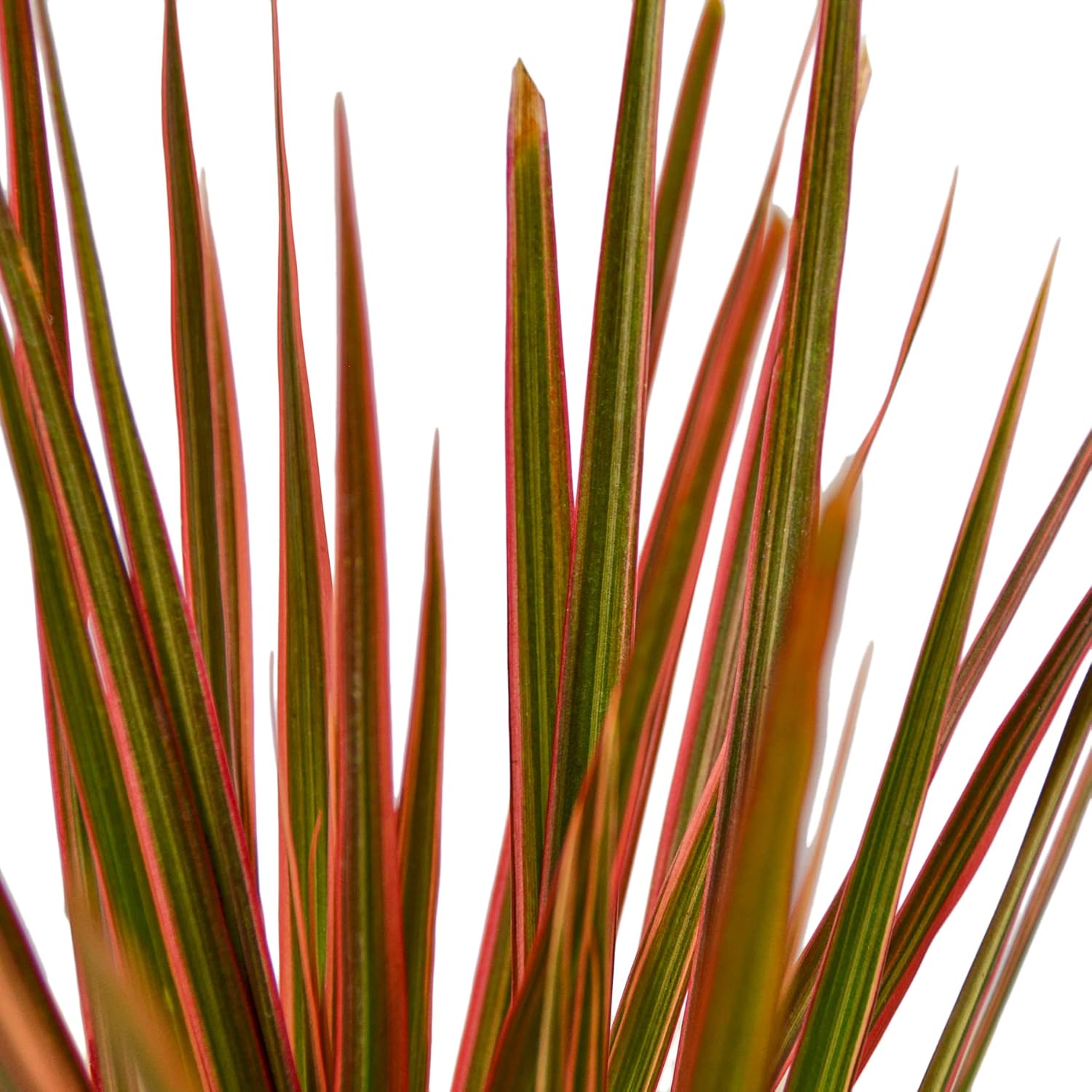 House Plant Shop | Dracaena 'Colorama' - 4" Pot | Live Indoor Plant | Easy to Care | Natural Décor Plant | Great Gifts| Free Care Guide