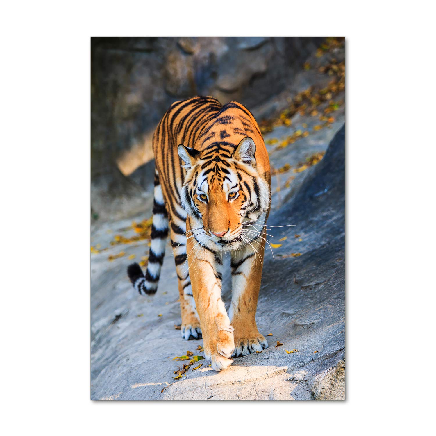 Déco mural derrière le plastique de tigre pour salon moderne 70x100