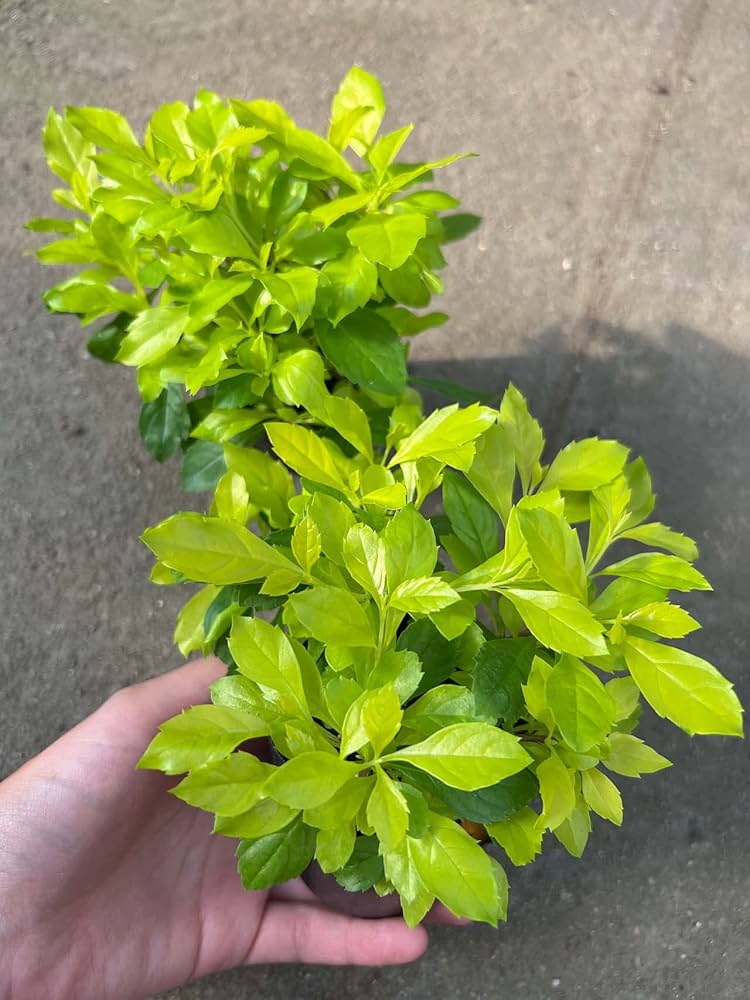 Amazon｜inakougei（イナコウゲイ） 観葉植物 おしゃれ 小さめ ミニ