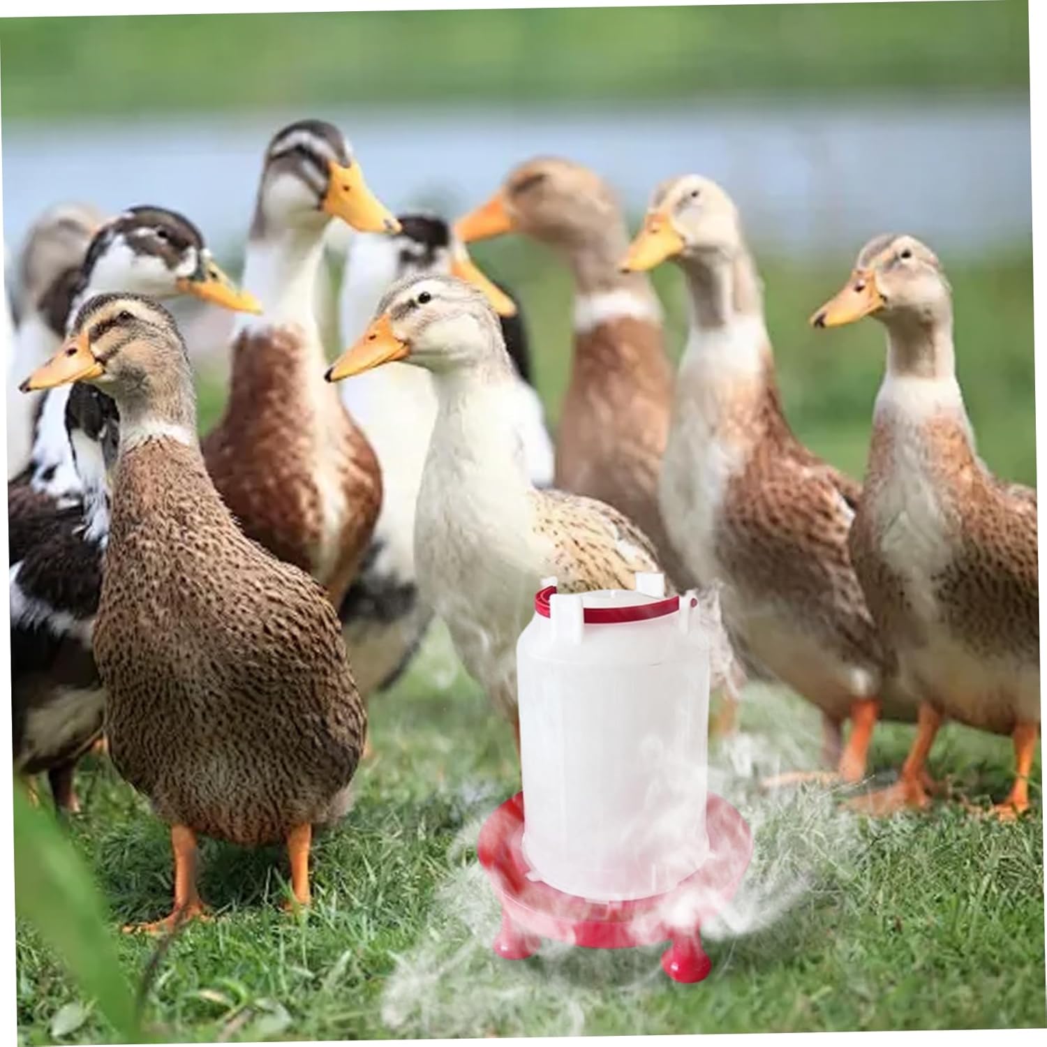 Heated Chicken Waterer, Heated Chicken Waterer 3L Thicken Plastic, Removable Water Heater with Leg Support & Handle, Poultry No Waste for Coop, Poultry