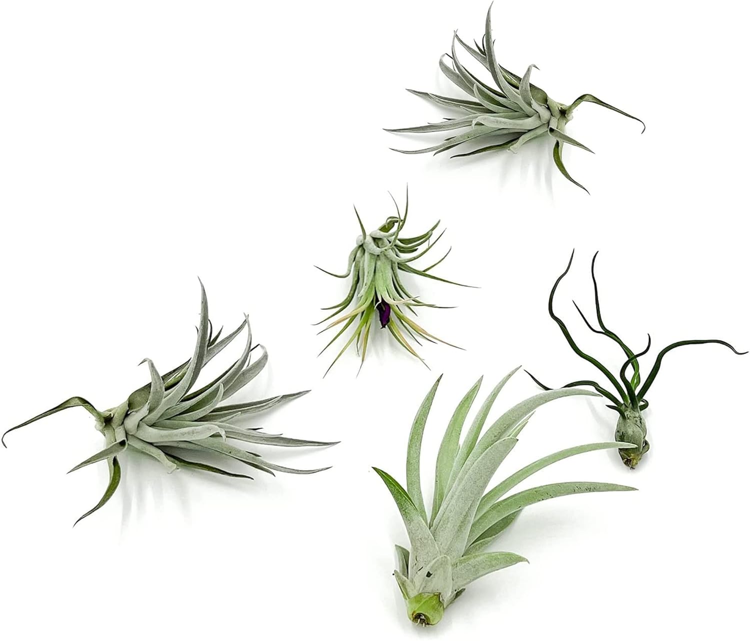 ragnaroc Air Plants - Tillandsia Variety Pack, Large 3-5" - 10ct - Live Arrival Gauranteed - House Plants for Home Decor & Gift