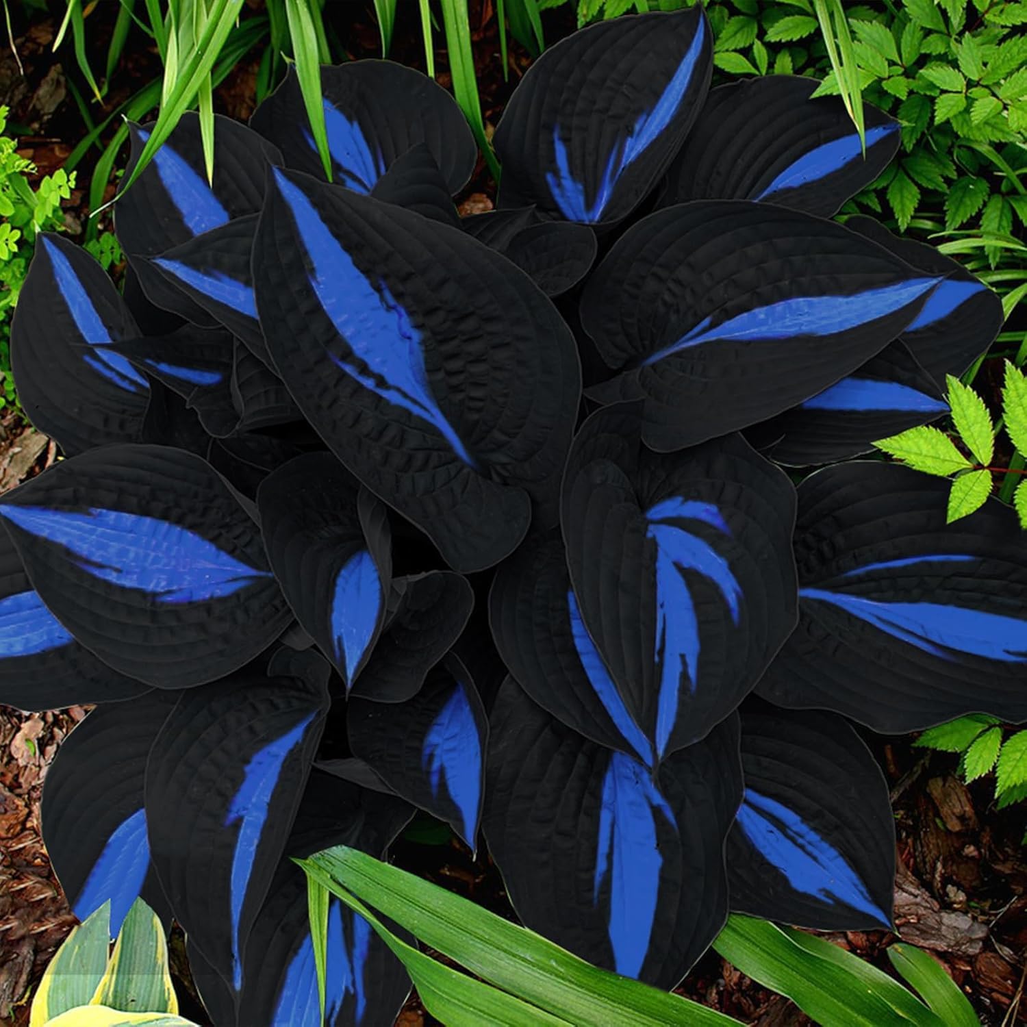 hostas Plants Bloom Year After Year Ornamental Flowers/Hardy Perennial/Wedding Flowers-6bulbs-c