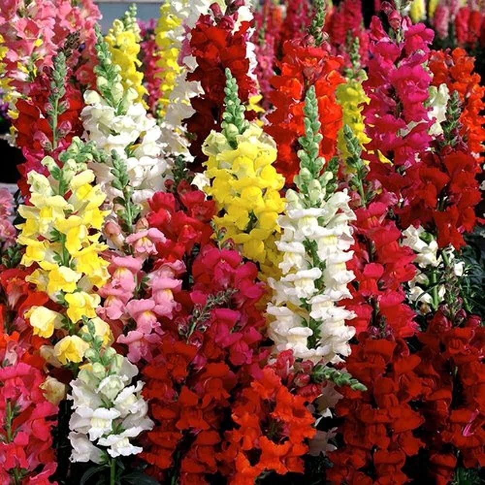 Antirrhinum - Dog Flower Mixed 50 Seeds Packet F1 Hybrid Flower Seeds (B09BV5FG8D) Amazon Price History, Amazon Price Tracker