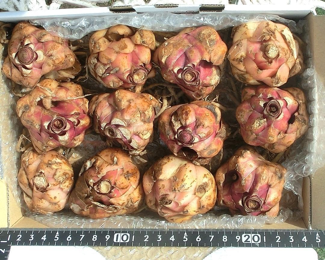 フォロー割実施中　OW100-1　白だけ大玉100球　ユリ球根 フォロー割実施中 OW100-1 白だけ大玉100球 ユリ球根 スズラン 白い花