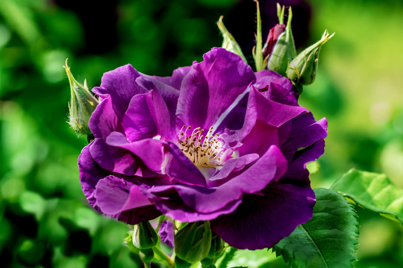 Buy Rose Bush Rhapsody in Blue ('Frantasia') Floribunda Rose Bush in