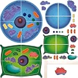 VercanMonth 2 Set Magnetic Animal and Plant Cell Anatomy Model Clearly Labeled Animal Cell Model Educational Science Kits for Biology Anatomy and Science Projects Classroom Learning Teaching Aid