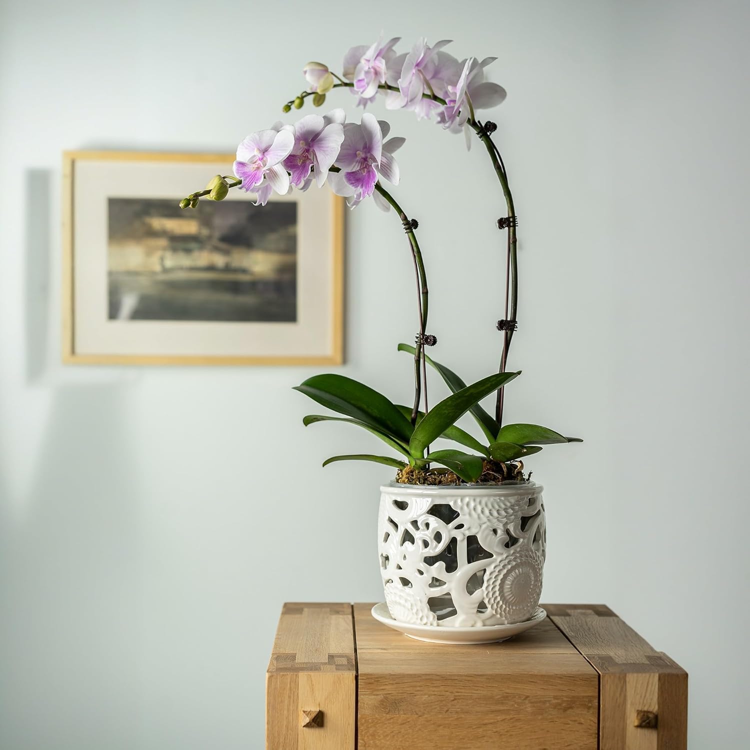 Ceramic Orchid Pot, Orchid Pots with Drainage Holes & Saucer 6.5 Inch,Orchid Pot for Repotting Indoor, Orchid Containers with Precise Aeration & Drainage