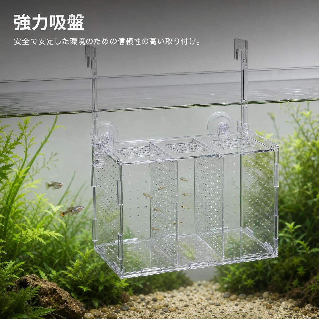 Caja Cría Peces, Separador, 40x20x30cm | ción con ventosa, para cría, aislamiento y separación, ial peces jóvenes, para Tienda