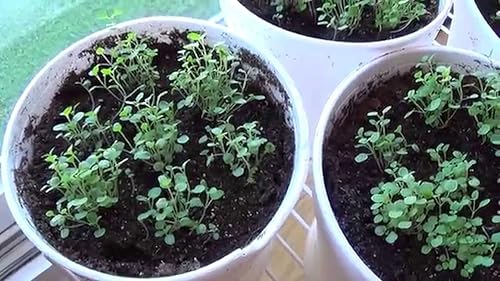 Miniatura 4 de UPC0764425786825 - Semillas de menta, hierba (Mentha x piperita) de Robsrareandgiantseeds UPC0764425786825 Sin OMG, orgánico, cultivador de EE. UU.,