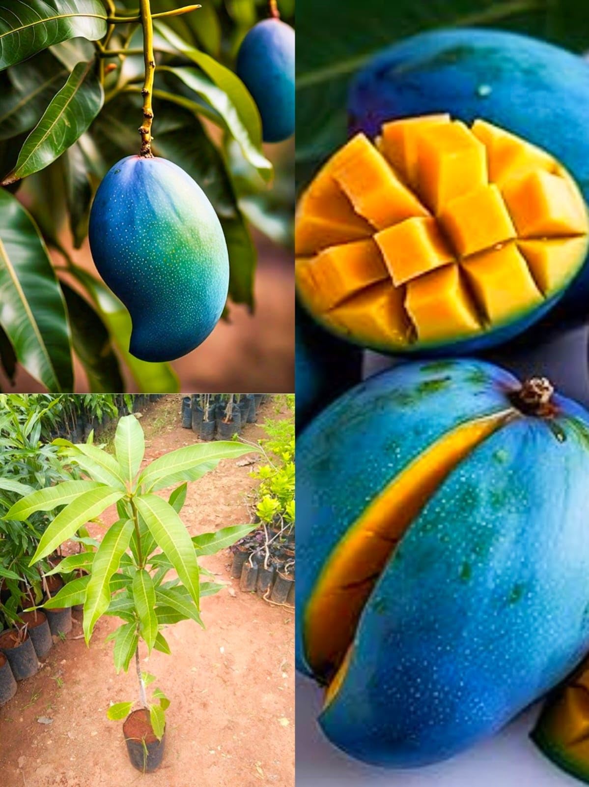 Special blue Mango Tree big size and sweet fruit plants Sapling, Live Tropical Fruit Plant, Large Size, Garden Ready pkg of 01