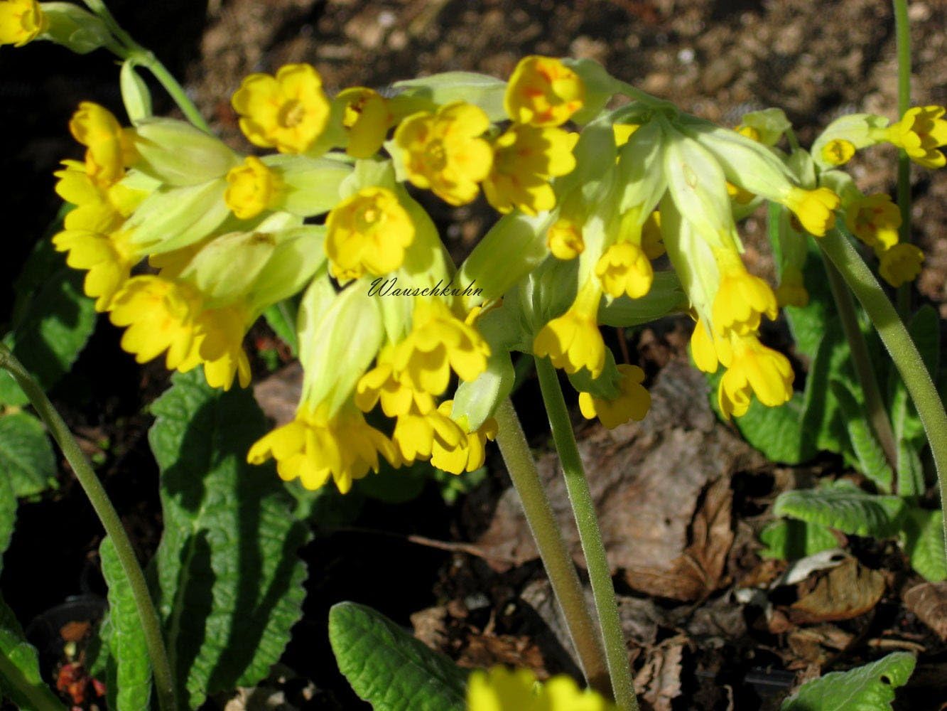 Staudenkulturen Wauschkuhn Primula veris Schlüsselblume Staude im