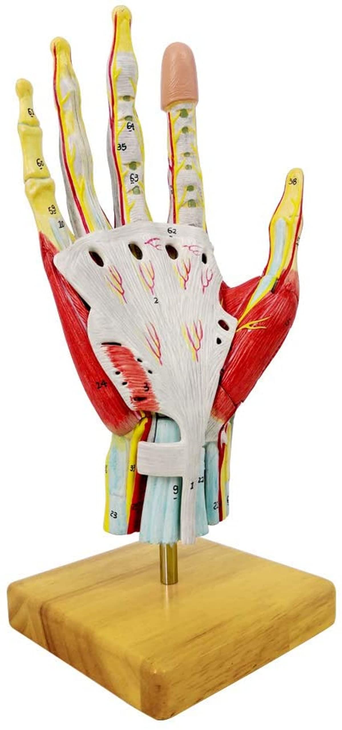 2022 Neues Medizinisches Anatomisches Handskelettmodell Mit Muskeln Bändern Nerven Und Blutgefäßen, 7 Teile, Lebensgroß, Magnetische Einfache Montage (Handmodell)