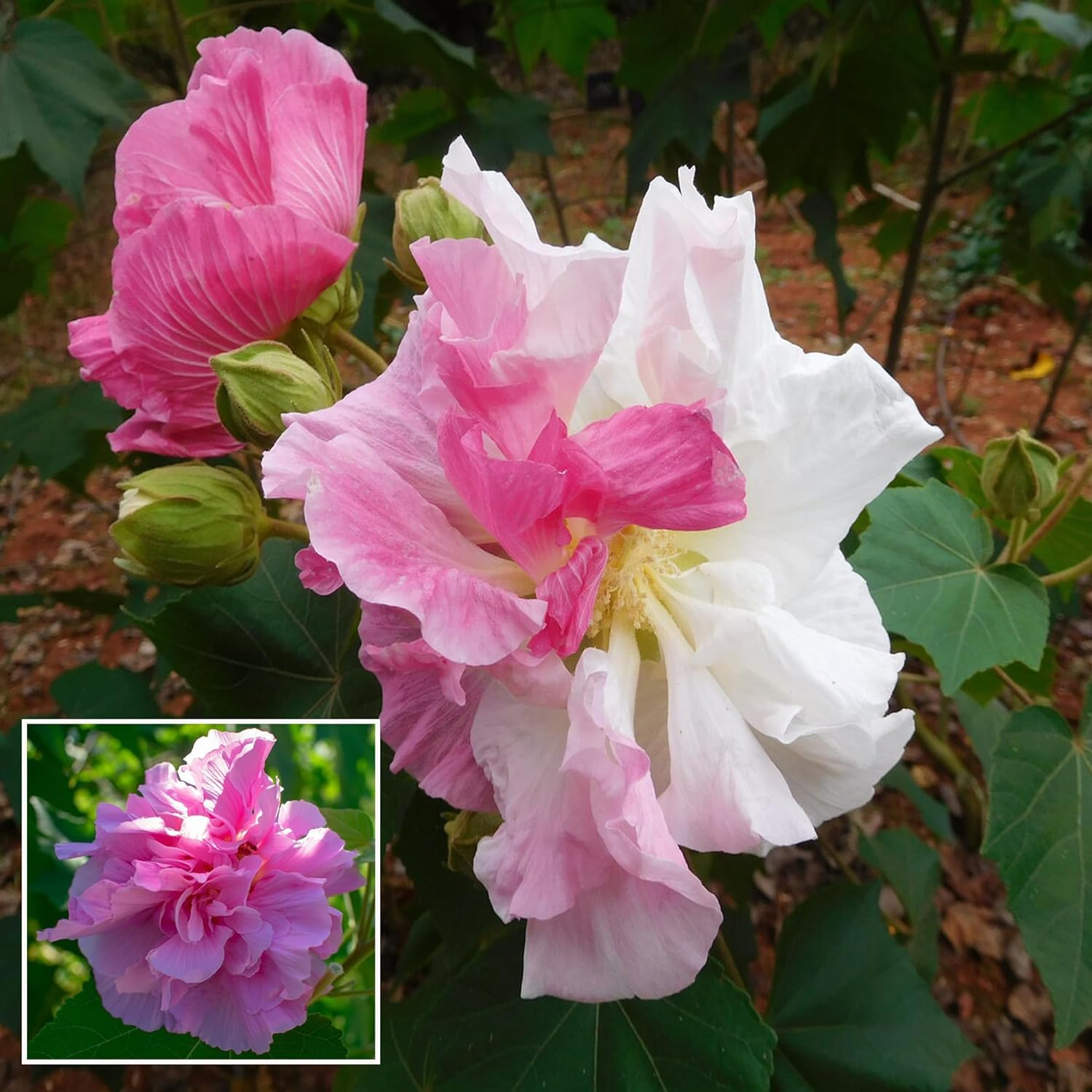 GOLAPKOLONY Double Petal Cotton Rose land lotus Sthal Poddo Hibiscus Mutabilis Changeable Colour Flower Live Plant (1-2 Feet Height) (B0CZSBWXZM) Amazon Price History, Amazon Price Tracker