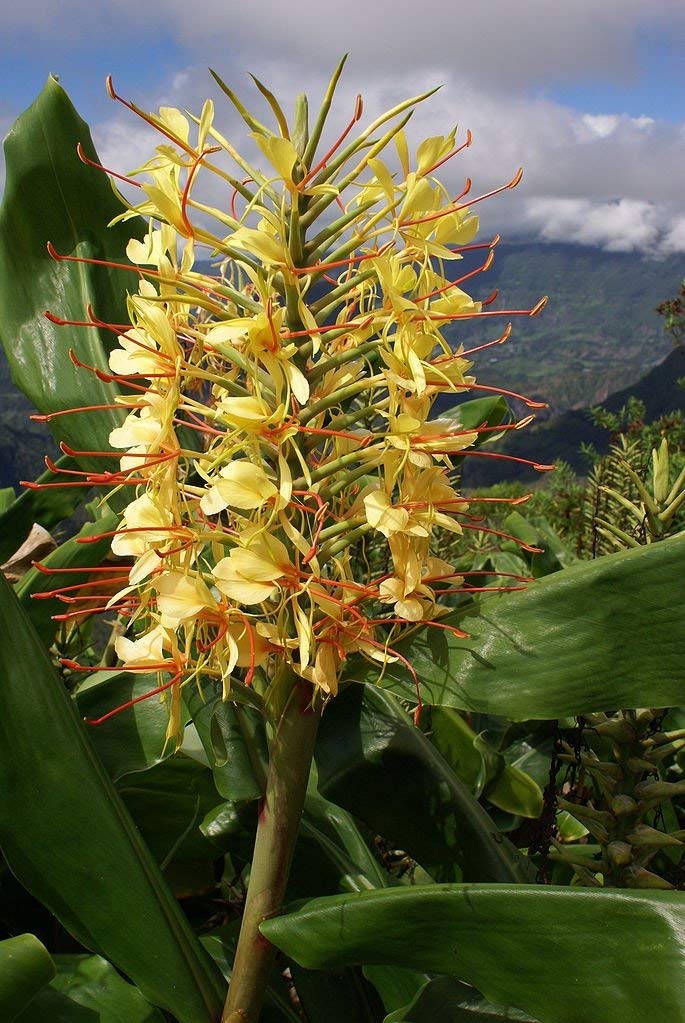Hawaiian Yellow Kahili Ginger Plant Root (Pack of 5) Grow Hawaii