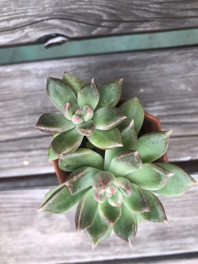 日本初の公式オンラインアウトレット アルゼ群生 多肉植物 抜き苗 E0c 通販の人気 Pn Batam Go Id