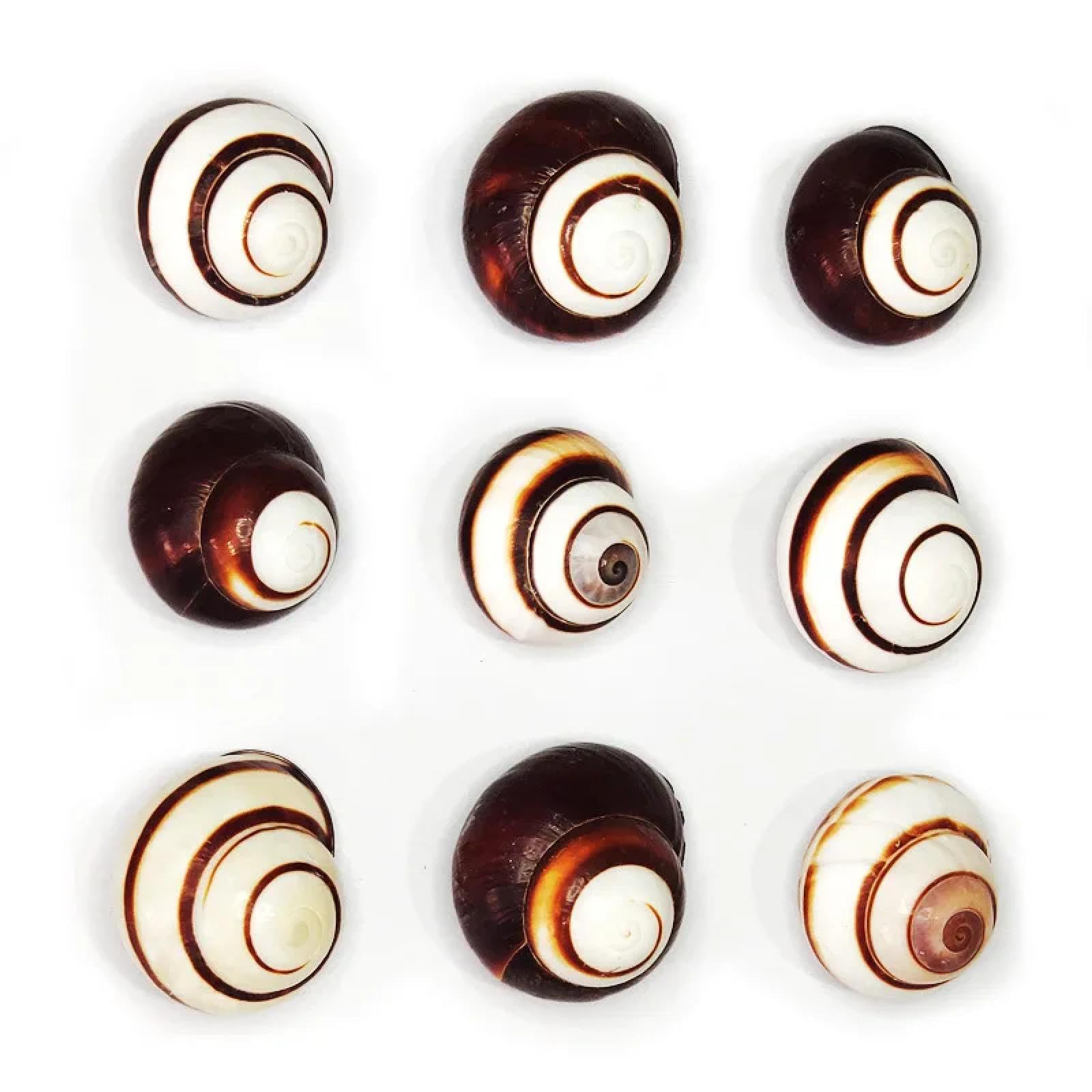 Conchiglie per artigianato, 5 pezzi, 3-6 cm, conchiglie naturali, lumaca, esemplare, lumaca, acquario, ornamenti per acquari, eremita, granchio, cono morso di pulci