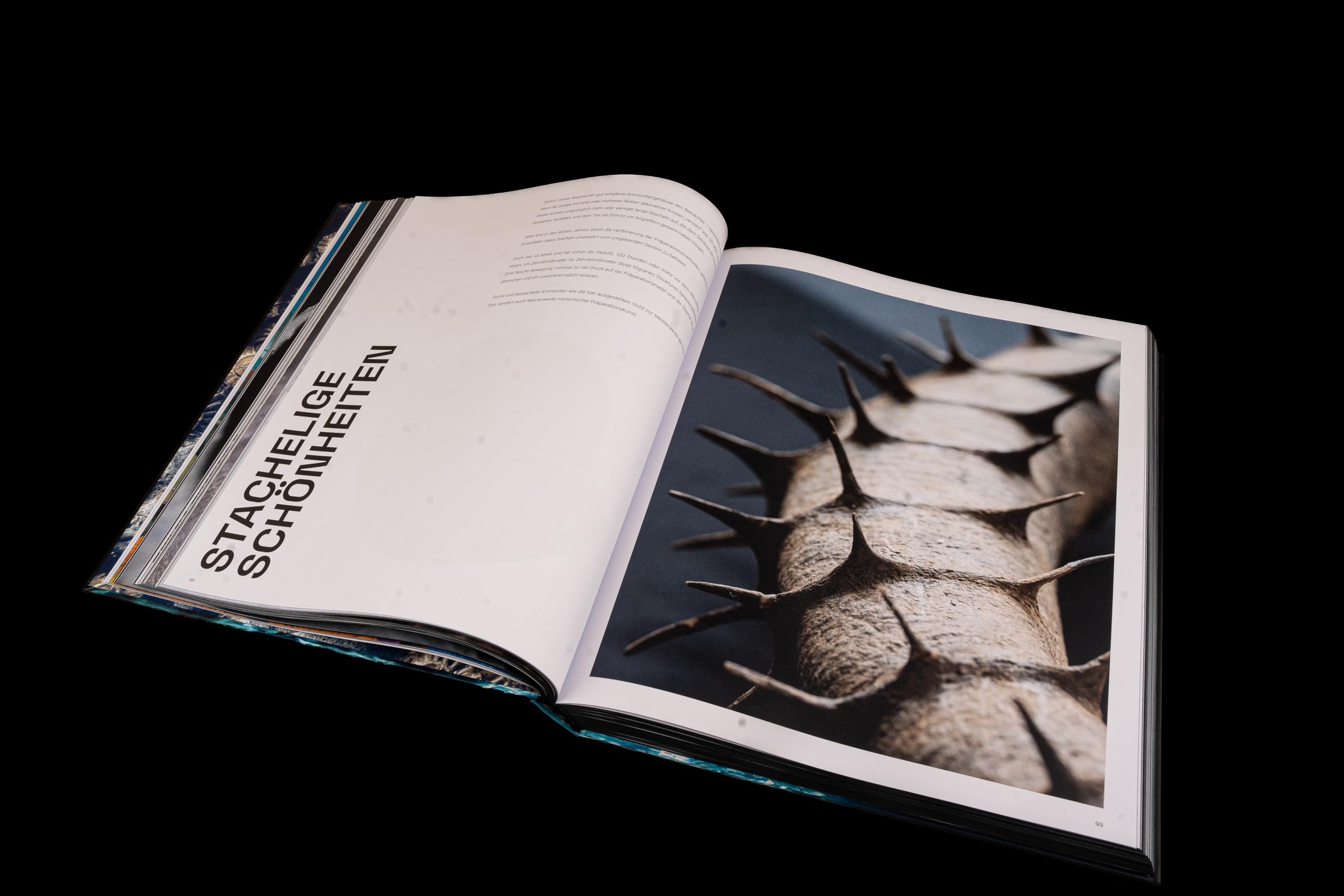 Ammonite Masterpieces - DEUTSCHE AUSGABE