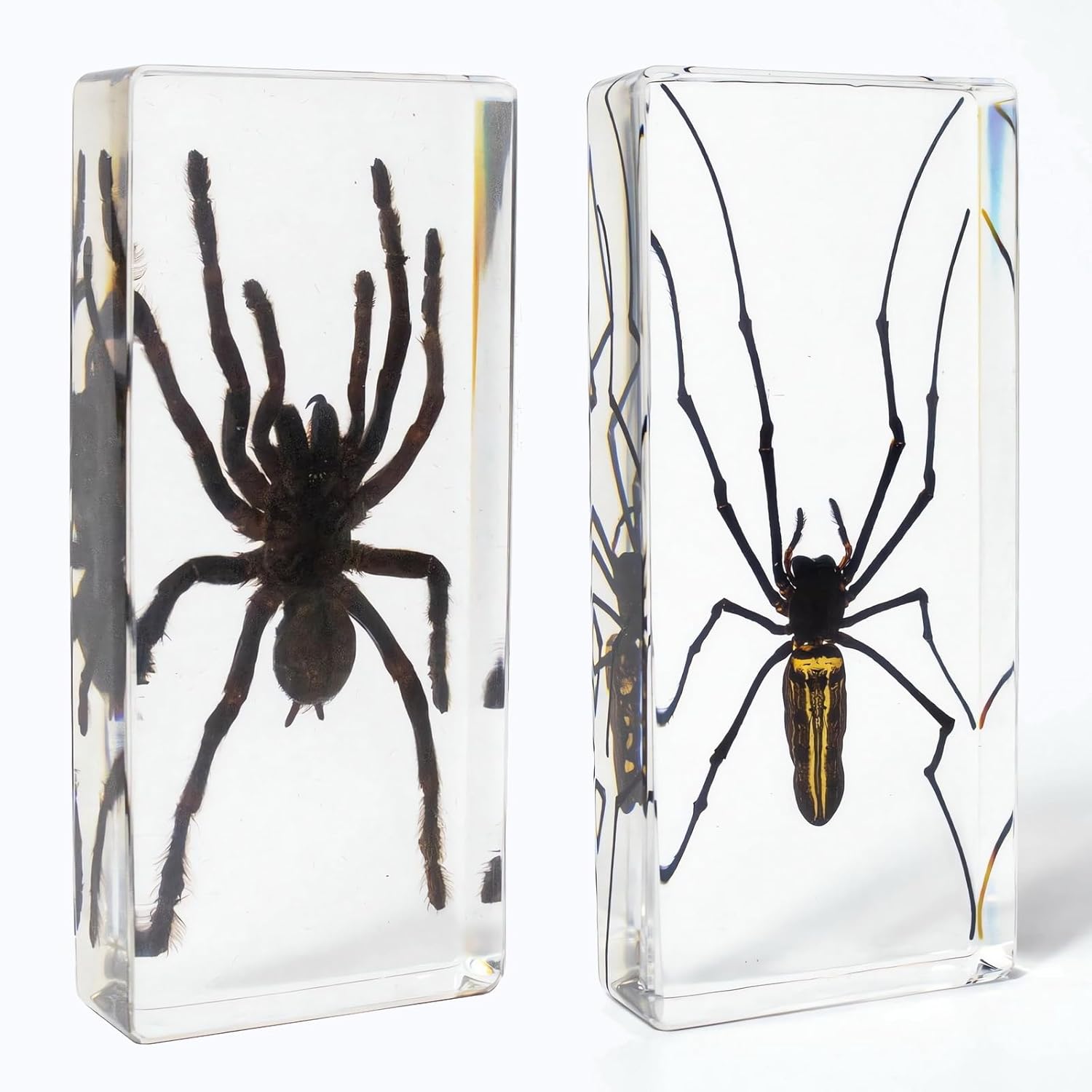 Taxidermy Spiders, 2pcs Tarantula and Noble Spider Specimens in Resin for Closer-Look & Study in Safe Healthy Manner, for Classroom Home Office Desk Ornament Paperweight (X-Large Size 2pcs)