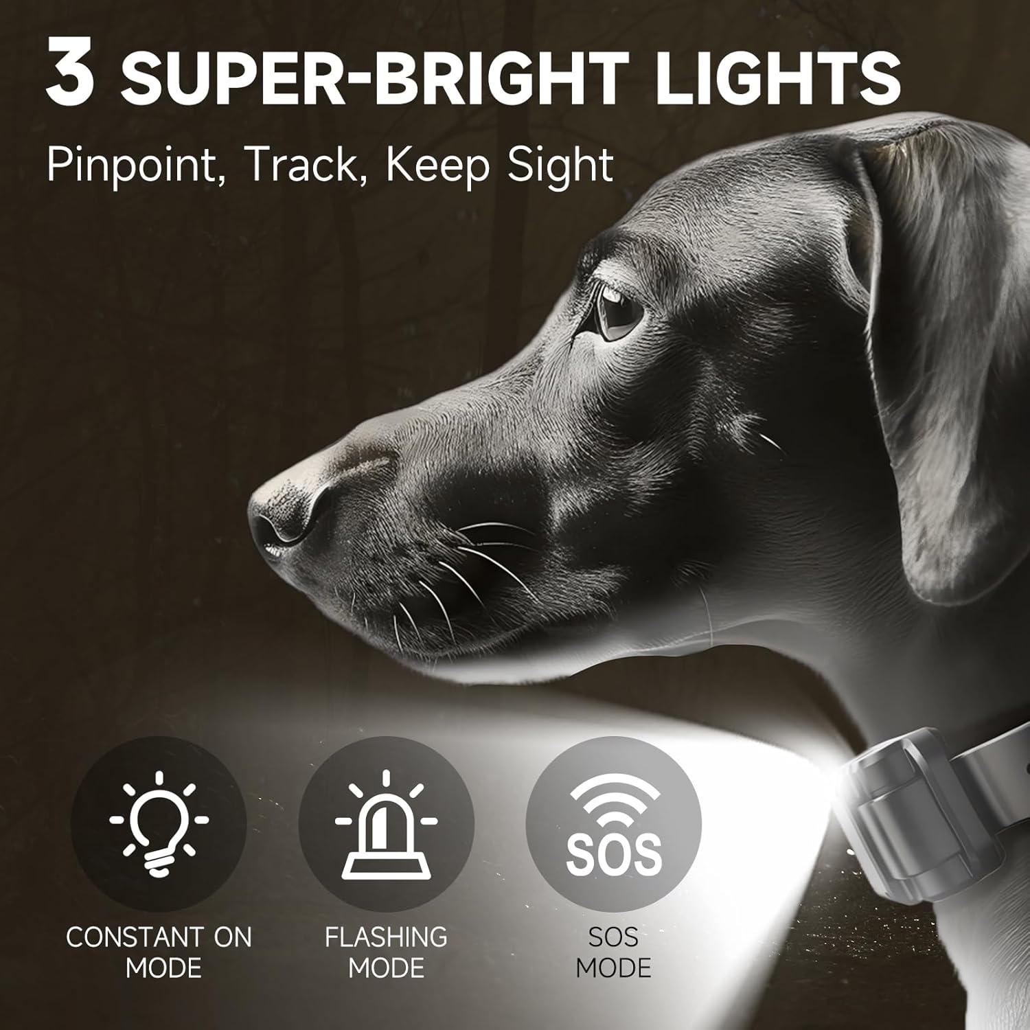 Image showing a dog wearing the collar with its light active, illustrating Constant On, Flashing, and SOS modes for night visibility.