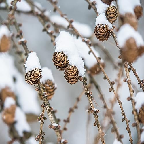 Miniatura 5 de Deloky 800 mini piñas naturales de Navidad, adornos de piñas de Acción de Gracias, relleno de jarrón de piñas pequeñas de otoño para manualidades,
