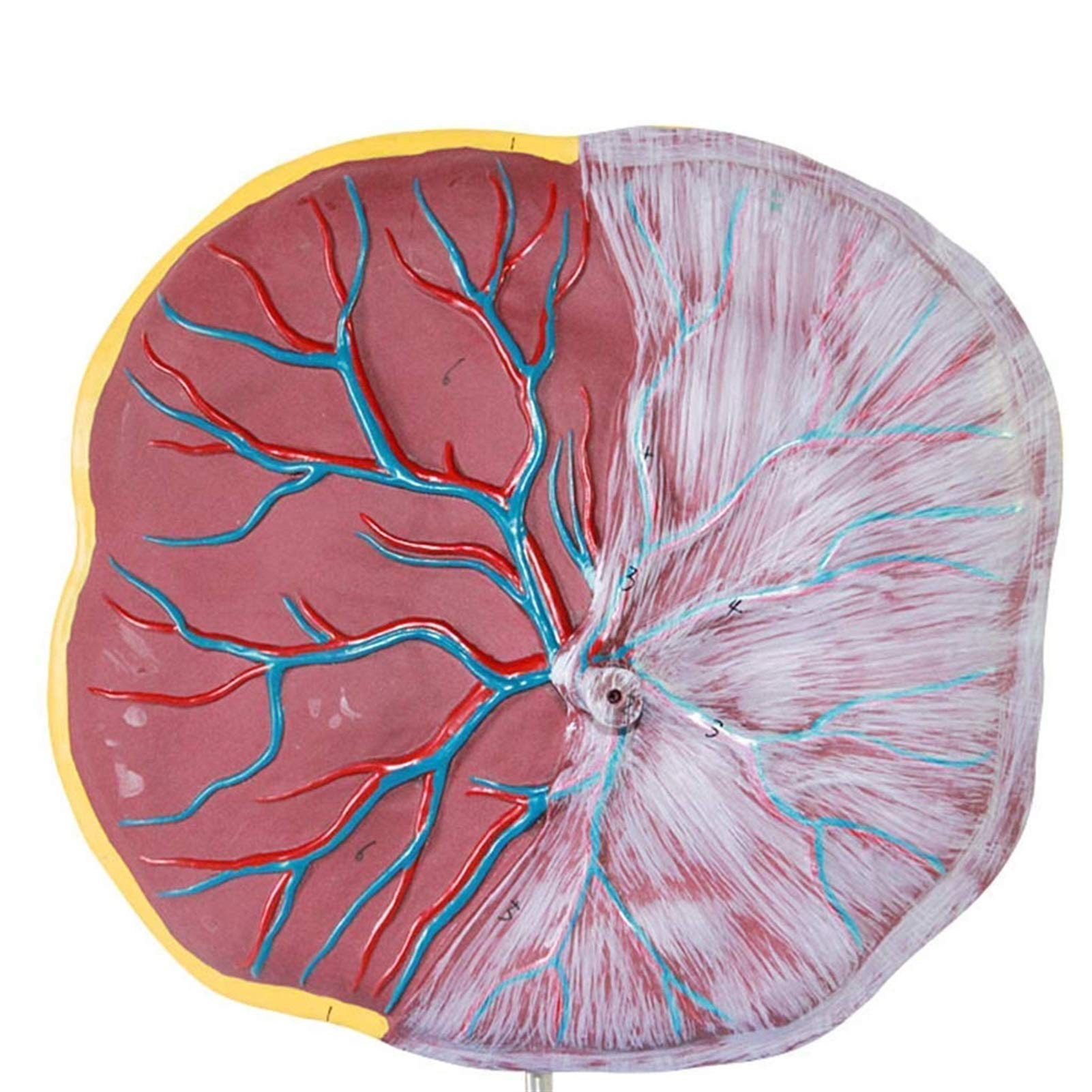 Scientific Human Anatomy - Modelo de placenta y cordón umbilical, equipo médico, modelo de anatomía humana, ayuda de formación educativa médica