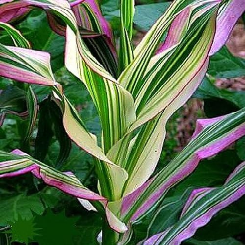 Semillas de maíz a rayas de caramelo para plantar (10 semillas raras) - Maíz con colores arcoíris