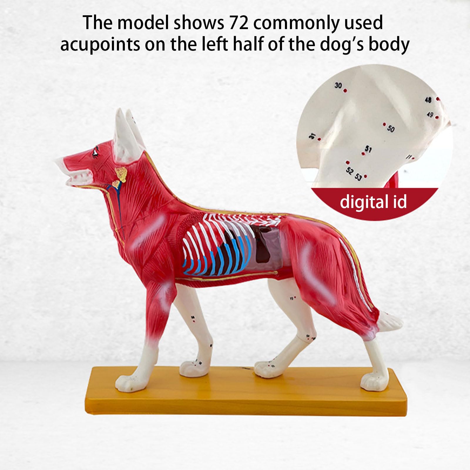 Modello Anatomia Del Cane Cane Modello Canino Agopuntura Aiuto Didattico Cane Modello Agopuntura Materiale Scolastico