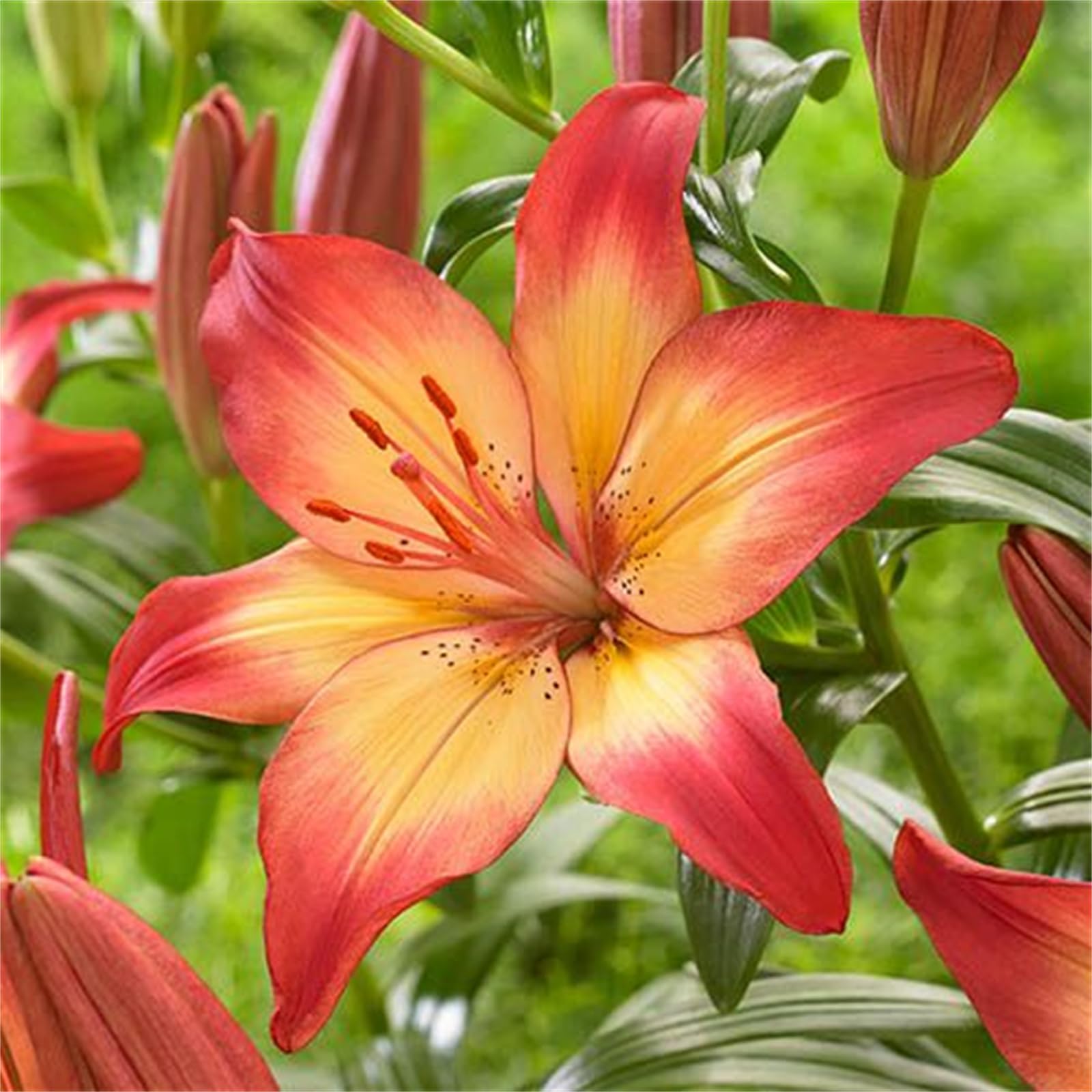 Perennial Lily Bulbs in Assorted Colours, Ready to Plant for Premium Outdoor Display-8bulbs-B