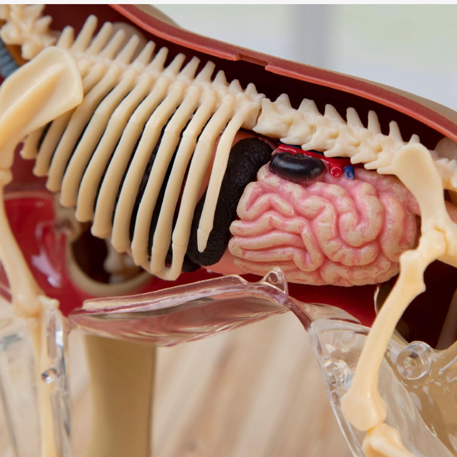 Modello di scheletro di organi animali 4D, modello di scheletro staccabile, materiale scientifico, modello di anatomia di organi animali, modello di scheletro 4D, modello di anatomia di organi animali