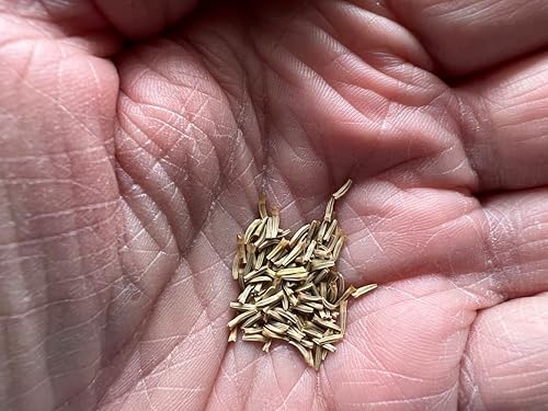 Miniatura 3 de Earthcare Seeds Pyrethrum Daisy 50 semillas crisantemo - tanacetum cinerariifolium Heirloom - Polinización abierta - Sin OMG - Semillas sin tratar