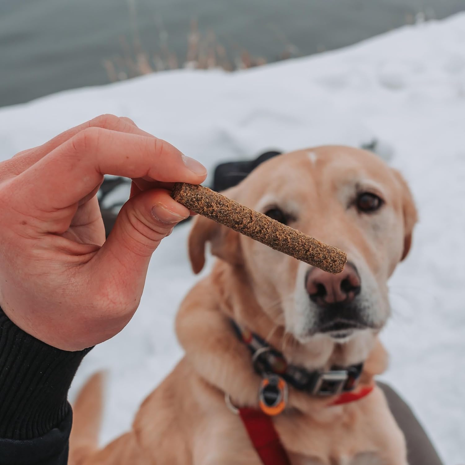 Dog Treat Naturals Superfood Sticks, Turkey & Blueberry, 24oz Bag | Dog Chew Sticks | All-Natural, Pet Training Treats | Joint-Skin-Coat Health | USA Made