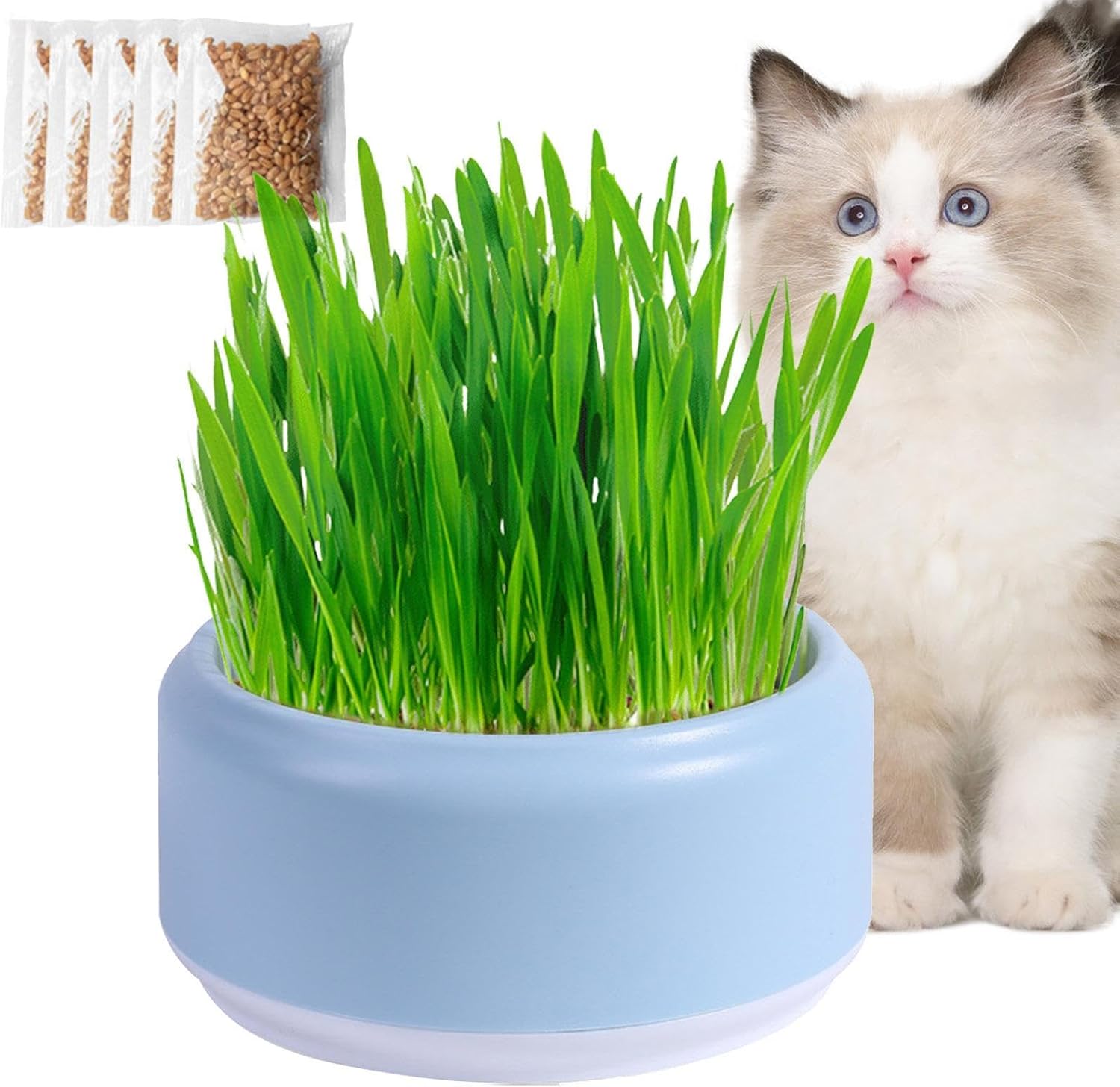 Hydroponic Cat Grass Planter Soilless Culture Cat Grass