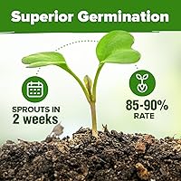 Vista 111 de HOME GROWN Semillas de diente de león para plantar 600 semillas de hierbas medicinales tradicionales (~ 0.01 oz) sin OMG cultivan hojas y flores