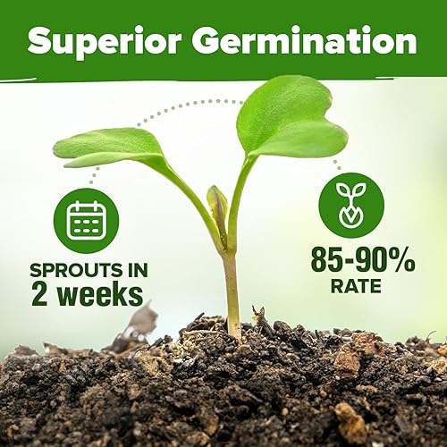 Miniatura 72 de HOME GROWN 12 semillas de vegetales de otoño, más de 6,000 semillas de reliquia para plantar en otoño e invierno, remolacha, brócoli, repollo, col