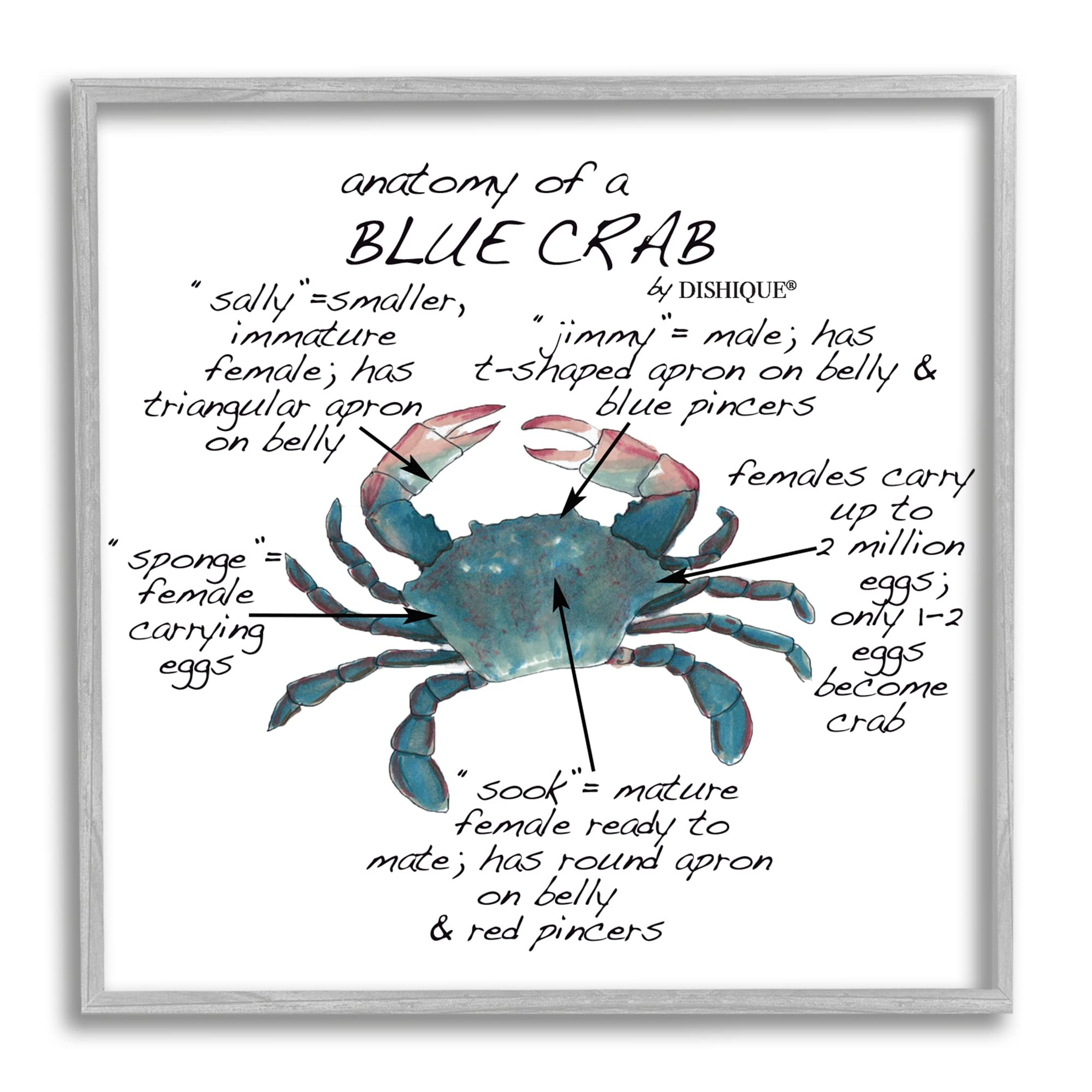 Amazon.co.jp: Stupell Industries カニの解剖学 事実 教育 海洋生物