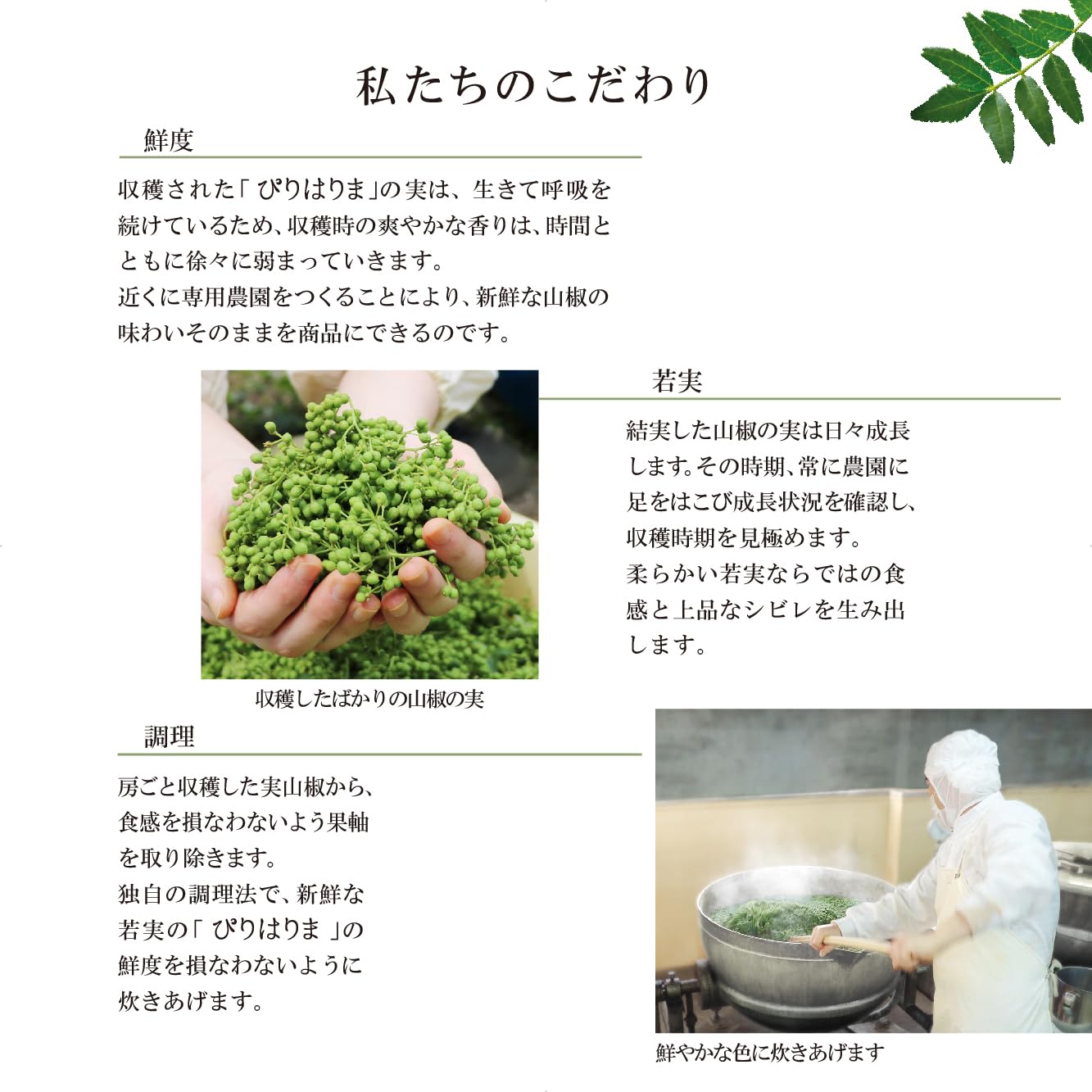 Amazon | 有機 オーガニック ぴりはりま 若摘み実山椒 47g 兵庫県産 無
