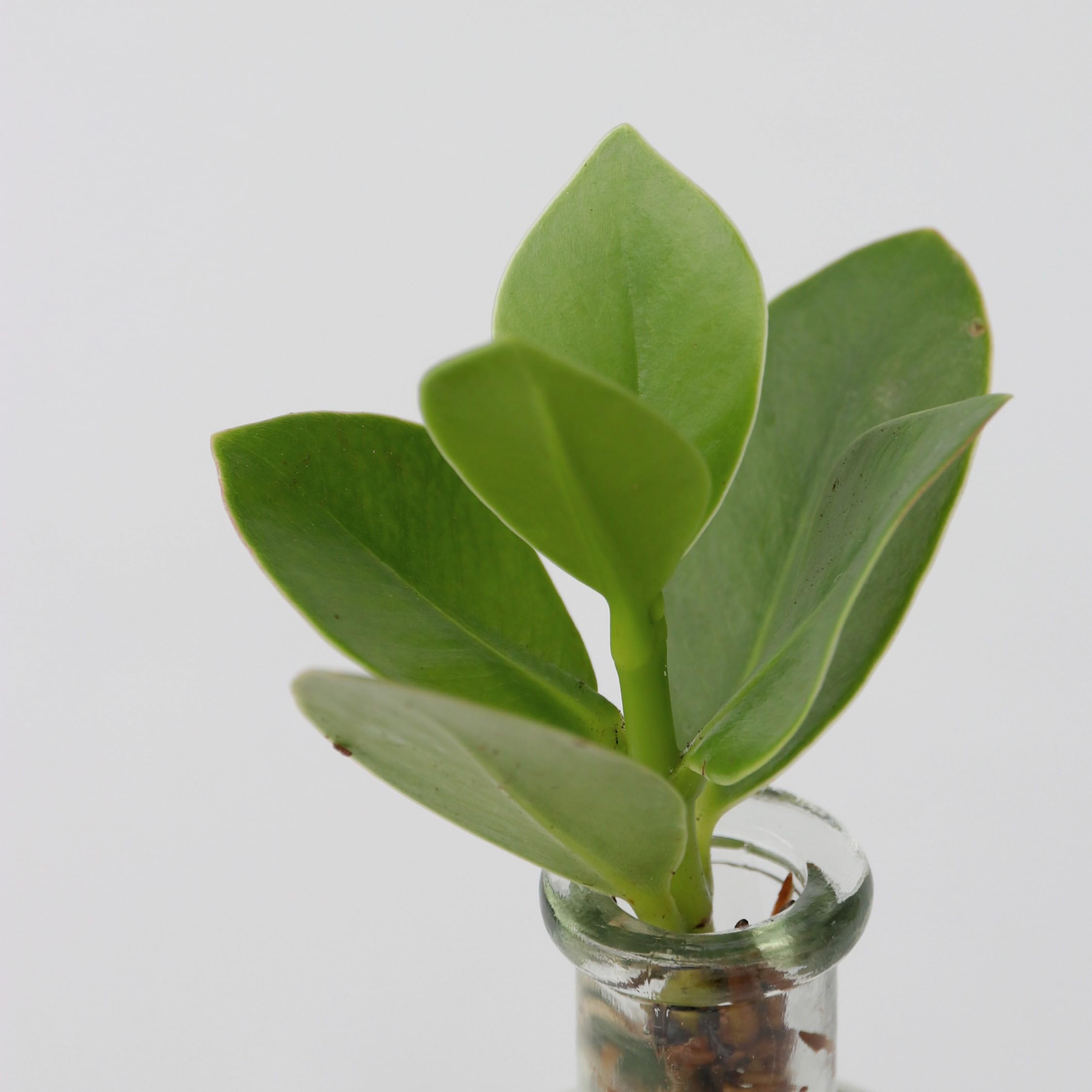 Plant in a Box - Plante cultivée dans l’eau - Mix de 2 - Clusia rosea, Monstera Adansonii - Hauteur 15-35cm - Pot 8cm et Pot 20cm - Plante en culture hydroponique - Vert