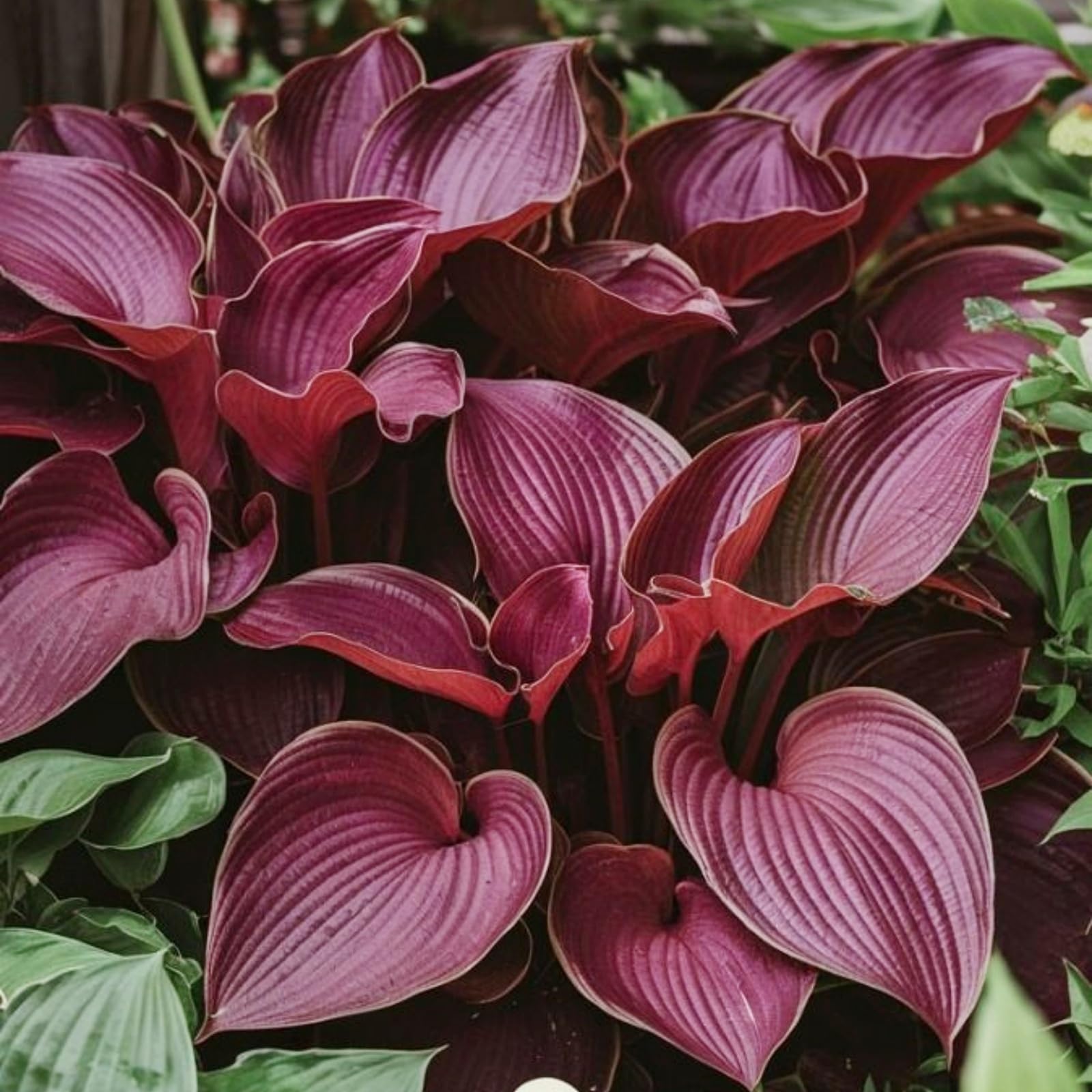 Hosta Rhizome, Hardy Perennial, Garden Decoration, No Watering Required, Professional Planting, Suitable for Spring and Autumn-4 Rhizome-A
