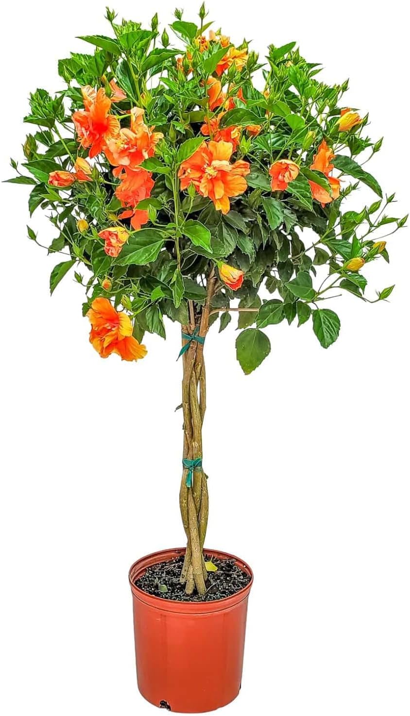 Braided Live Hibiscus Tree - Double Peach Flower - Tropical Plants of Florida - Overall Height 38" to 44" (Plant Only)